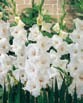 Gladiolus WHITE PROSPERITY